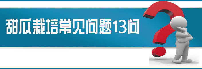蔬菜種子栽培技術(shù)-<strong><font color='#006428'>甜瓜栽培常見(jiàn)問(wèn)題13問(wèn)？</font></strong>