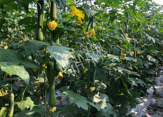 蔬菜種子種植戶客戶點(diǎn)評-種植“優(yōu)比1號”差的用戶，差到什么樣子？