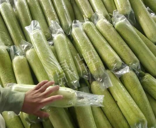 蔬菜種子種植戶客戶點(diǎn)評-這個(gè)絲瓜每畝能掙3萬，惠州客戶很滿意！