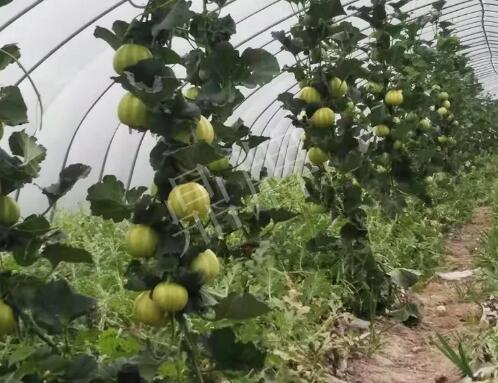 蔬菜種子種植戶客戶點(diǎn)評-我的乖乖，一株坐果15個(gè)，6元1斤，好賣得很！