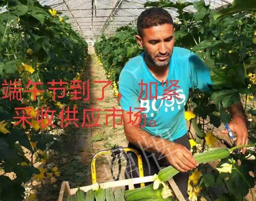 蔬菜種子種植戶客戶點(diǎn)評-羨慕！每公斤24元，“優(yōu)比1號(hào)”在法國的表現(xiàn)…