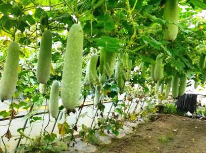蔬菜種子種植戶客戶點(diǎn)評-我種的冬瓜，肉緊味甜，按個(gè)賣！