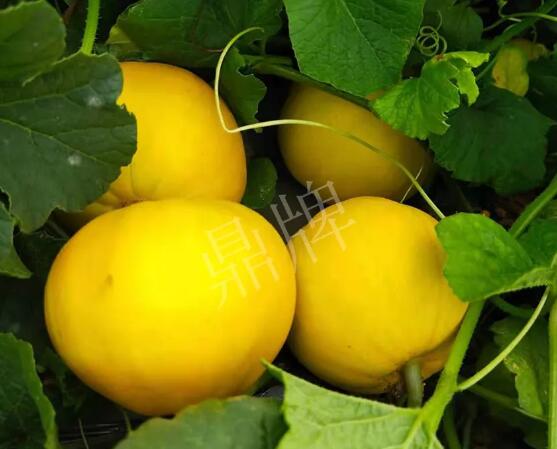 蔬菜種子種植戶客戶點(diǎn)評-純賺50萬，我這個(gè)“張大膽”榮光了一把！