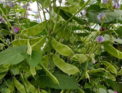 蔬菜種子種植戶客戶點(diǎn)評(píng)-一梭梭的，真是結(jié)坨了，“特早春”扁豆市斤批價(jià)達(dá)到10元