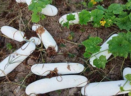 蔬菜種子種植戶客戶點評-您種植過“堆堆瓜”嗎？看一看，地上全是瓜！一睹芳容！