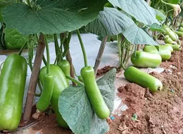 蔬菜種子種植戶客戶點評-浙江菜農(nóng)種植的鼎牌瓠瓜喜獲豐收，又賣上了好價錢!