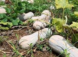 蔬菜種子種植戶客戶點評-一袋種子100粒，輕松賺回3000元...