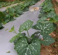 蔬菜種子種植戶客戶點評-無需噴農(nóng)藥的蔬菜，栽培簡單、效益高！