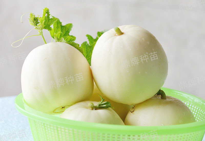 就這4個(gè)薄皮甜瓜，畝產(chǎn)萬斤很輕松，瓜果菜農(nóng)搶著種植