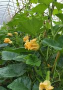 蔬菜種子種植戶客戶點(diǎn)評(píng)-在大棚內(nèi)栽培“健美蜜本”南瓜，怎么樣？看菜農(nóng)石昌斌發(fā)來(lái)的圖片