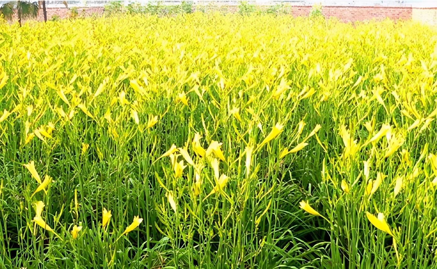 一斤接近20塊，原來它才是最火的國民蔬菜！全國都適種