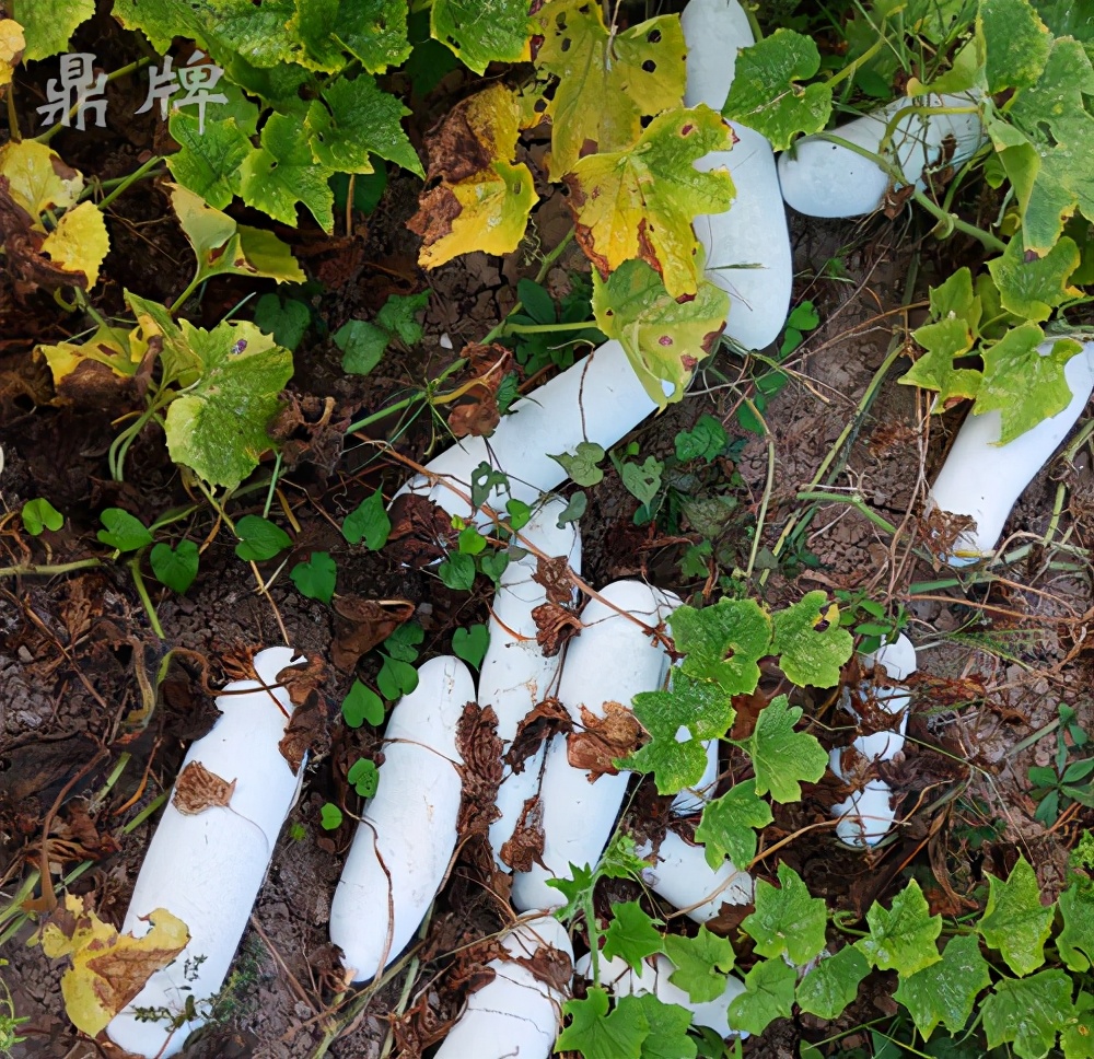 畝產(chǎn)值可達3萬元的冬瓜終上市，21年科研沉淀成就它