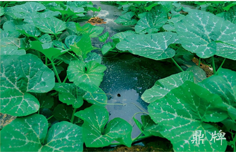 種這種綠葉菜，栽培輕松，畝產(chǎn)值過(guò)萬(wàn)元，菜農(nóng)表示很劃算