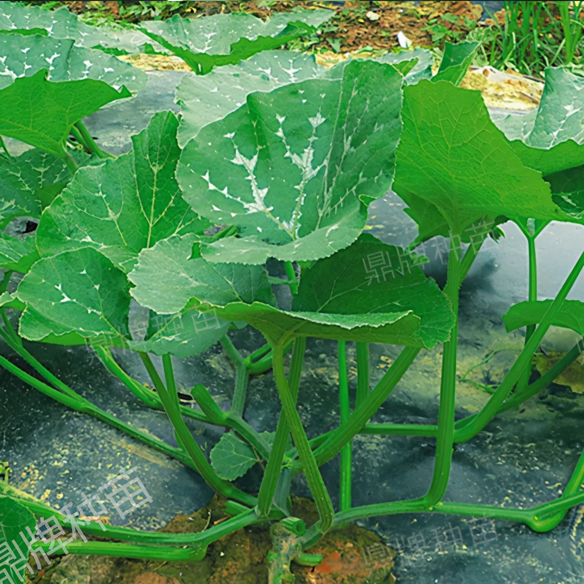 種這種綠葉菜，栽培輕松，畝產(chǎn)值過(guò)萬(wàn)元，菜農(nóng)表示很劃算