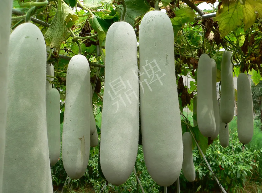 這個品種太優(yōu)秀了！耐儲耐運(yùn)，適合大面積種植，菜農(nóng)瓜販都喜歡
