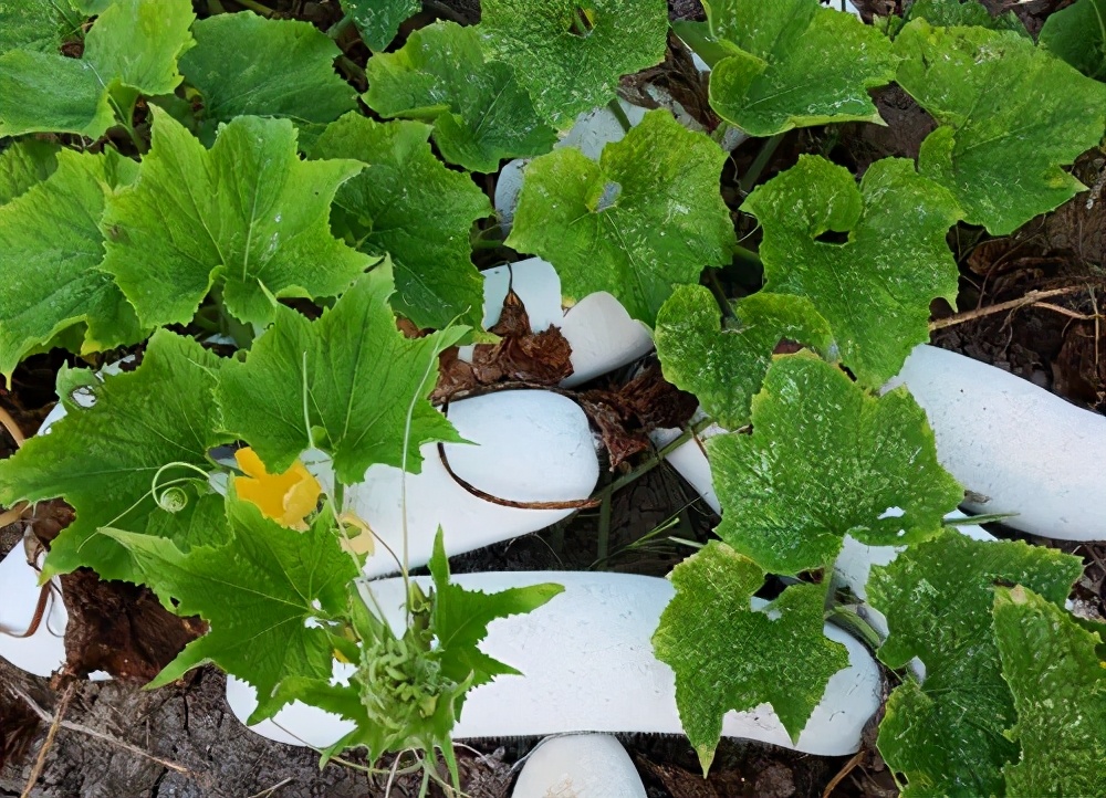這個品種太優(yōu)秀了！耐儲耐運(yùn)，適合大面積種植，菜農(nóng)瓜販都喜歡