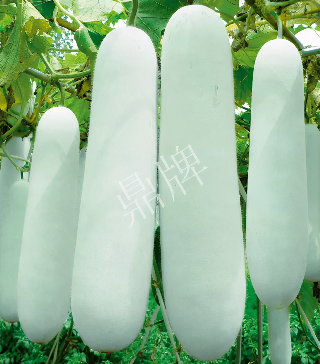 這個品種太優(yōu)秀了！耐儲耐運(yùn)，適合大面積種植，菜農(nóng)瓜販都喜歡
