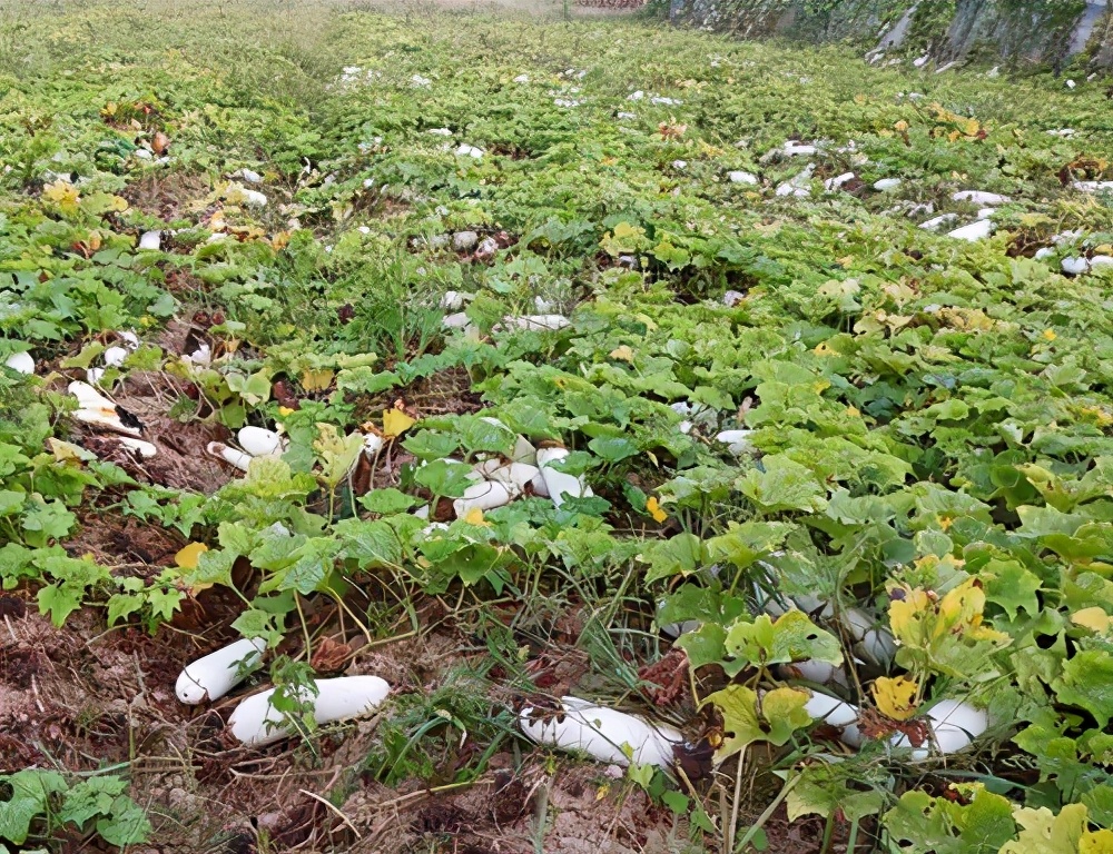 這個品種太優(yōu)秀了！耐儲耐運(yùn)，適合大面積種植，菜農(nóng)瓜販都喜歡