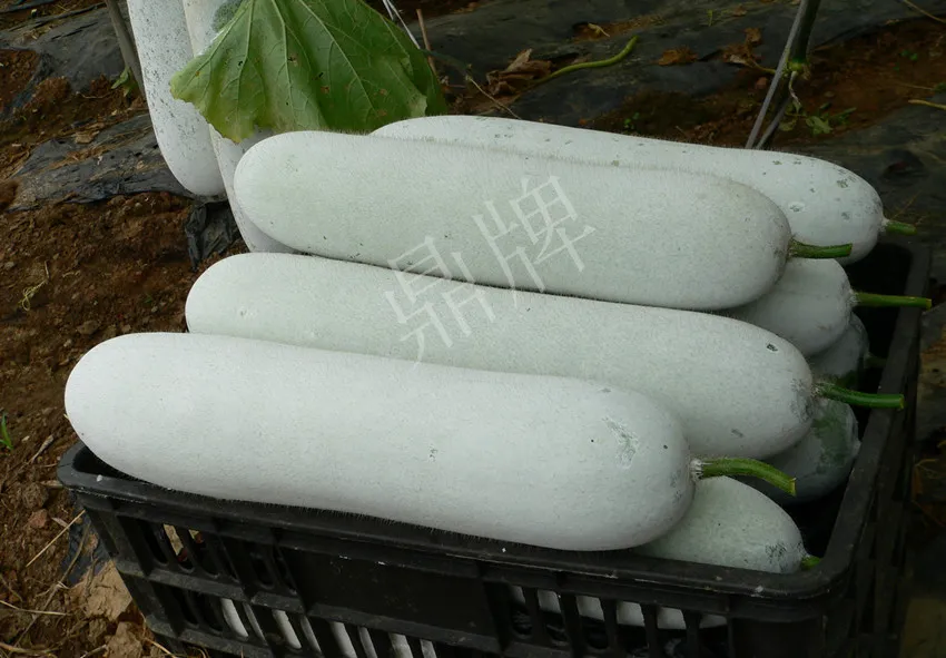 這個品種太優(yōu)秀了！耐儲耐運(yùn)，適合大面積種植，菜農(nóng)瓜販都喜歡