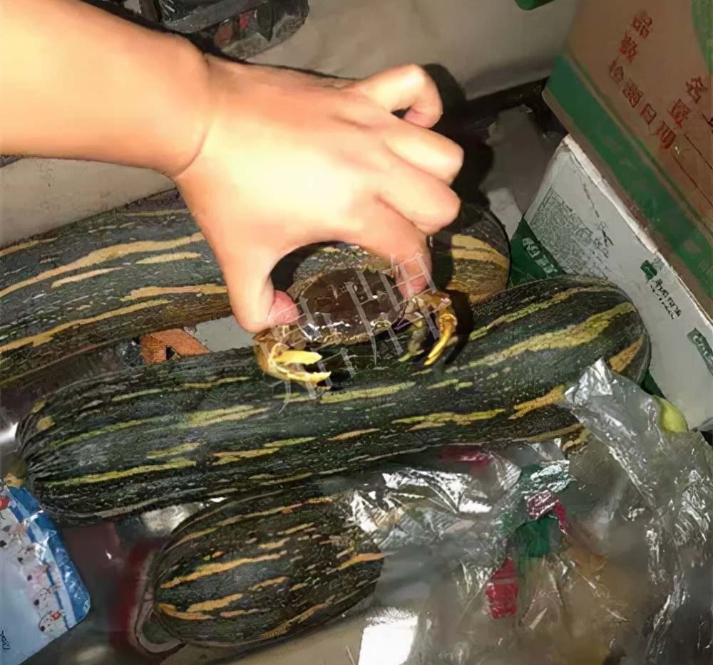 四川農(nóng)戶今年種“健美蜜本”南瓜產(chǎn)量高，品質(zhì)好，感覺巴適得很