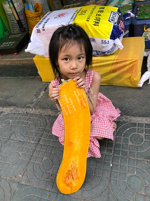 四川農(nóng)戶今年種“健美蜜本”南瓜產(chǎn)量高，品質(zhì)好，感覺巴適得很