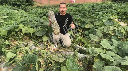 四川農(nóng)戶今年種“健美蜜本”南瓜產(chǎn)量高，品質(zhì)好，感覺巴適得很