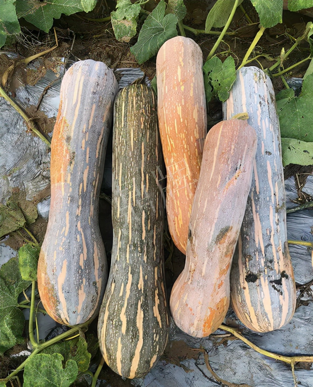 四川農(nóng)戶今年種“健美蜜本”南瓜產(chǎn)量高，品質(zhì)好，感覺巴適得很