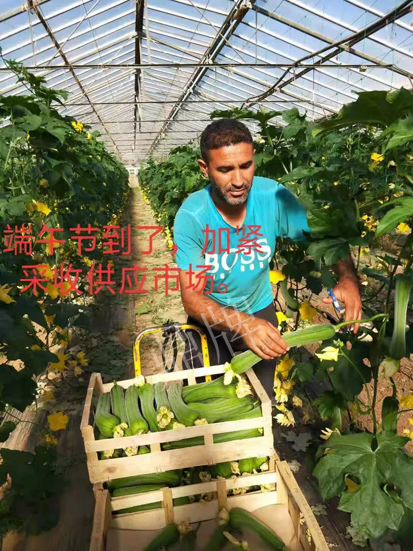 鎮(zhèn)江的何青萍，在法國種植“優(yōu)比1號”每公斤24元