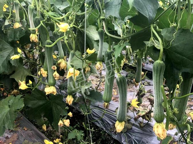 蔬菜種子種植戶客戶點(diǎn)評-這個絲瓜品種，找不到競爭對手……