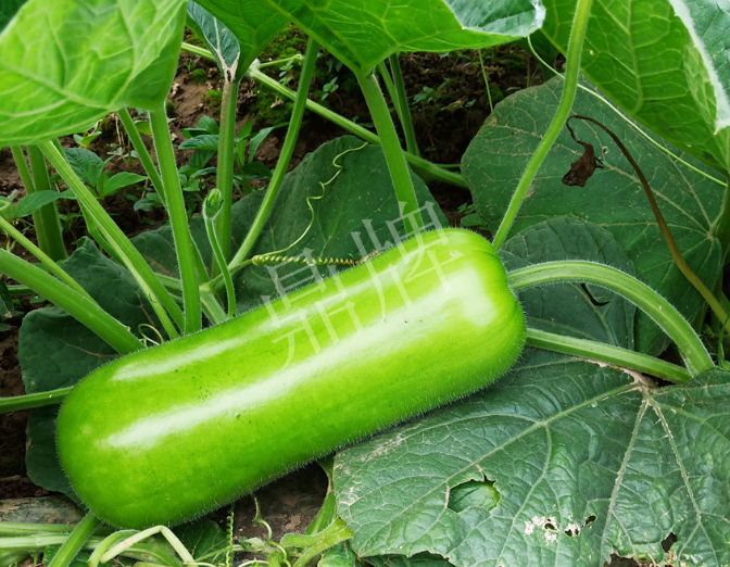 蔬菜種子種植戶客戶點評-牛逼！我露地栽培的瓠瓜，比別人大棚的還早上市！