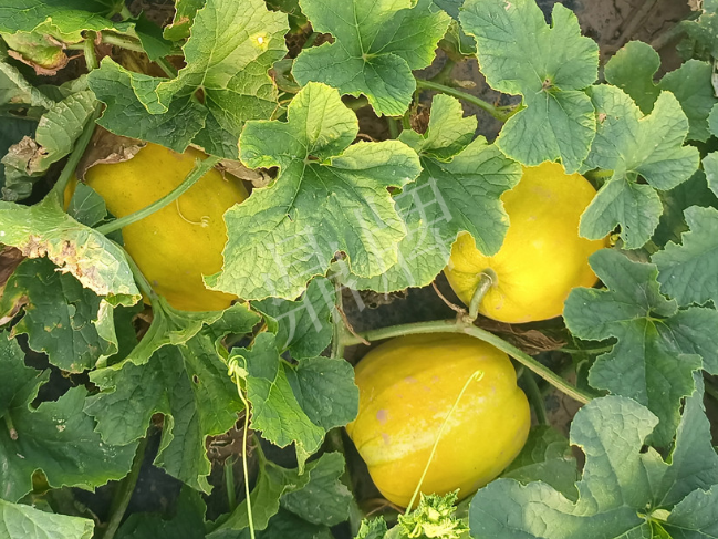 蔬菜種子種植戶客戶點評-種它！種它！高溫季節(jié)就種它！