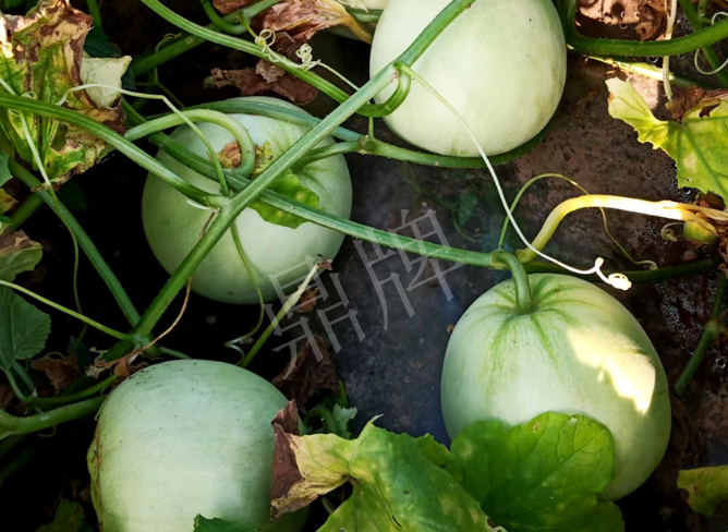 蔬菜種子種植戶客戶點(diǎn)評(píng)-種植這個(gè)品種，謹(jǐn)防小偷！??！