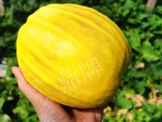 蔬菜種子種植戶客戶點評-我的甜瓜賣20元1市斤，與大家分享…