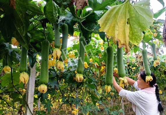 蔬菜種子種植戶客戶點評-8月，持續(xù)高溫下，這種絲瓜少見，少見！