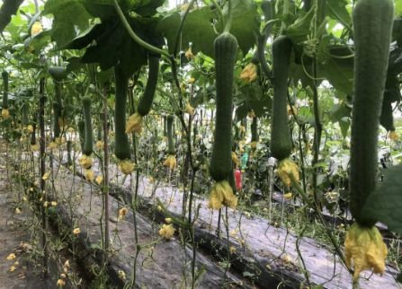 蔬菜種子種植戶客戶點評-我引進這個品種，幫助當?shù)夭宿r發(fā)了財！