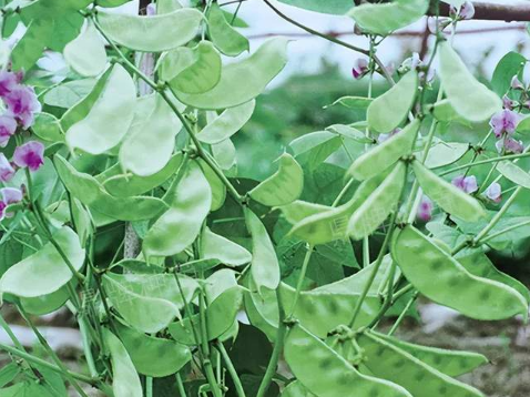 蔬菜種子種植戶客戶點評-鼎牌幫我度難關，決心助我大豐收！