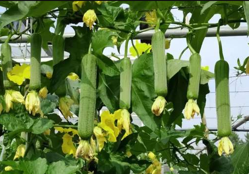 蔬菜種子種植戶客戶點評-每畝收入2萬元！這個絲瓜品種大受歡迎！