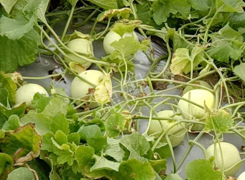 蔬菜種子種植戶客戶點評-種植甜瓜20年，這個品種讓我更省心！