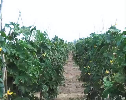 蔬菜種子種植戶客戶點評-種植這個品種，獲得高收入，老婆的功勞最大