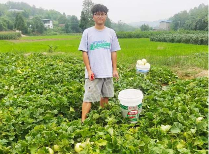 蔬菜種子種植戶客戶點評-甜瓜新品上市，每個賣9元，很暢銷！