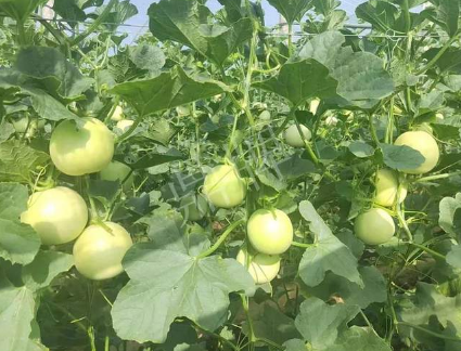 蔬菜種子種植戶客戶點評-種植這個新品種，我感到非常滿意！