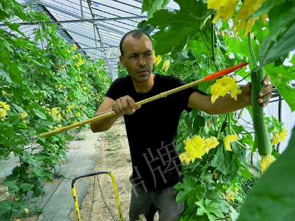 蔬菜種子種植戶客戶點評-這種絲瓜在法國，批發(fā)都是30元/kg
