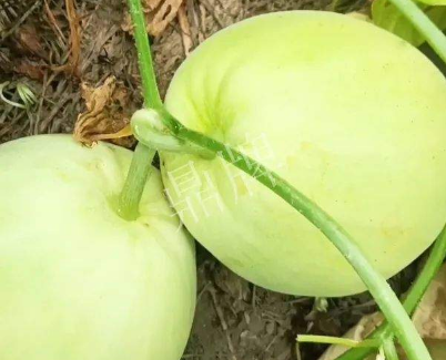 蔬菜種子種植戶客戶點評-我終于找到滿意的甜瓜品種了！
