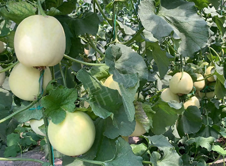 蔬菜種子種植戶客戶點評-“玉奶香2號”甜瓜，真的有那么好嗎？