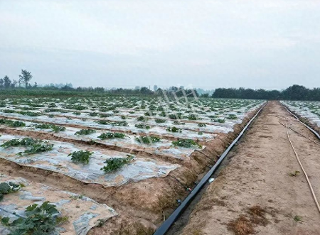 蔬菜種子種植戶客戶點評-80后大廚回鄉(xiāng)種甜瓜，第一年就賺15萬！