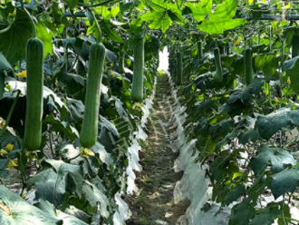 蔬菜種子種植戶客戶點評-高手在民間，浙江蒼南的絲瓜在下半年至春節(jié)，都有大量上市！