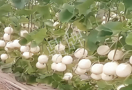 蔬菜種子種植戶客戶點評-現(xiàn)在的瓜菜價格不好，但我種植的優(yōu)質(zhì)甜瓜還是有好的收入！
