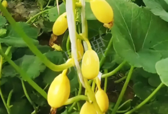 蔬菜種子種植戶客戶點評-一個特色品種種植戶的反饋，帶給大家的思考