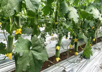 蔬菜種子種植戶客戶點評-這個新品種好不好？？？見證的時候到了！