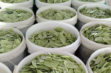 蔬菜種子種植戶客戶點評-時隔20年，我再種這個品種，大家來看看，怎么樣？